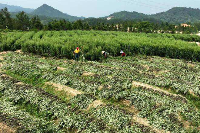 湖北通城:农民大面积种植艾草增收,助力乡村振兴